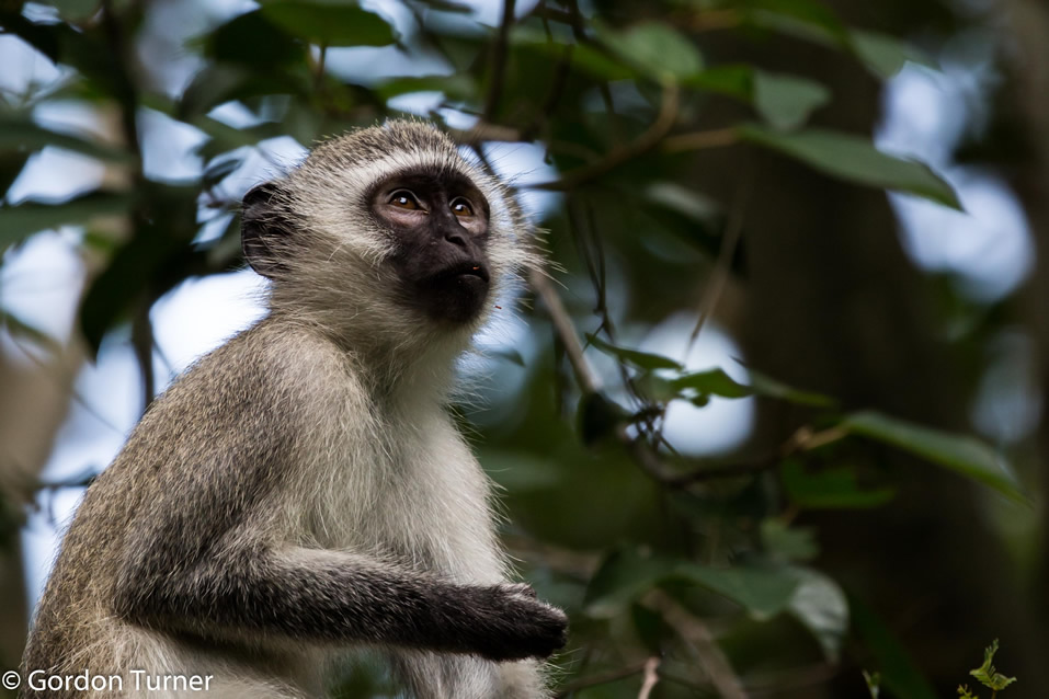 <h2>The Best of South Africa Escorted 2019</h2>Kruger Safari, Cape Town, the Winelands & Garden Route | 14 Nights | 5 Rounds | February 23 - March 9